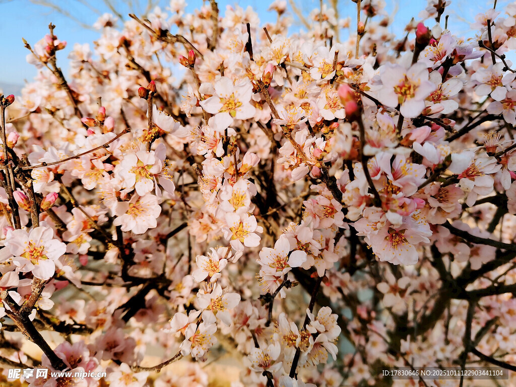 盛開(kāi)的爛漫粉色杏花樹(shù)