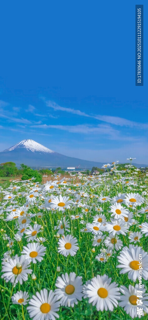 雛菊盛放的富士山美景