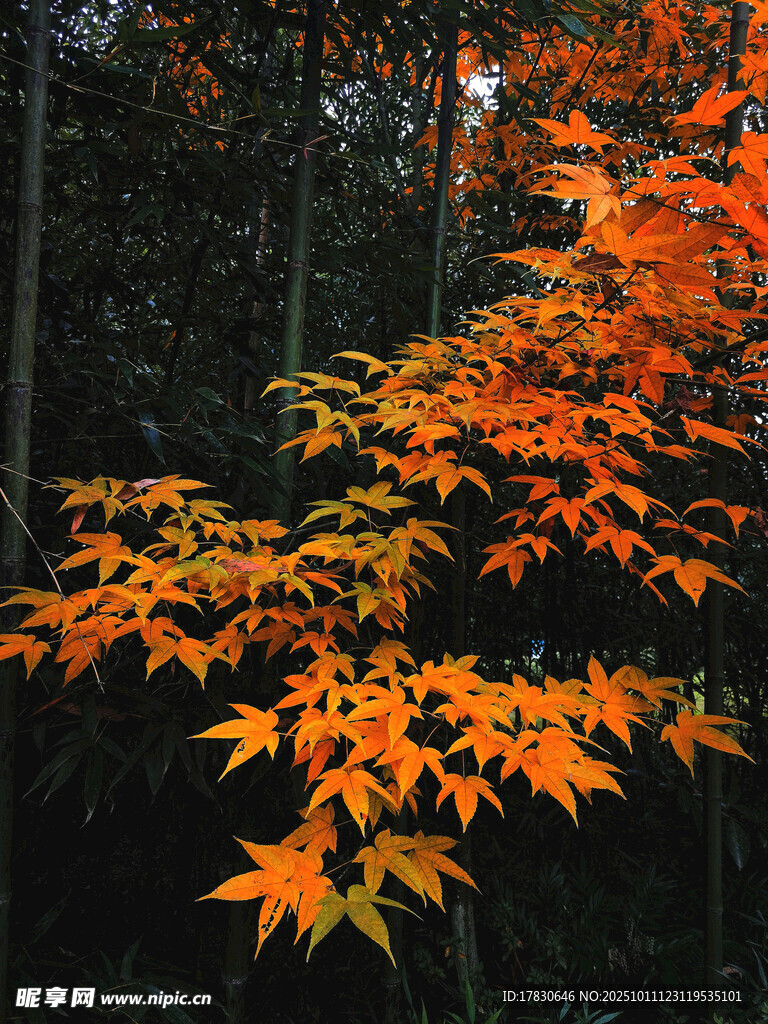 秋日楓林間的絢爛紅葉