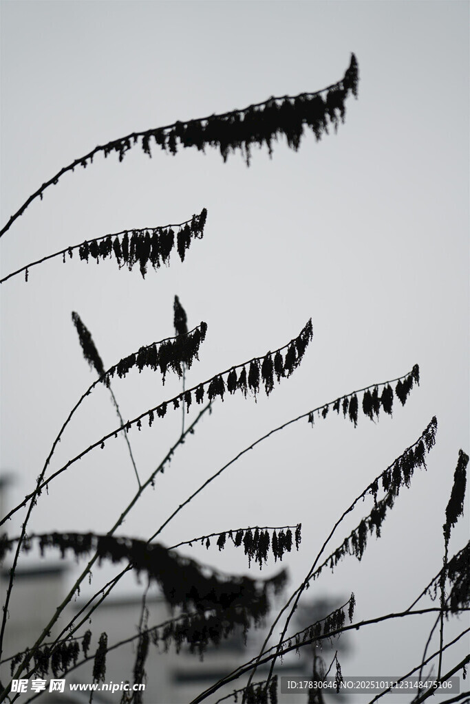 風(fēng)中搖曳的植物枝梢