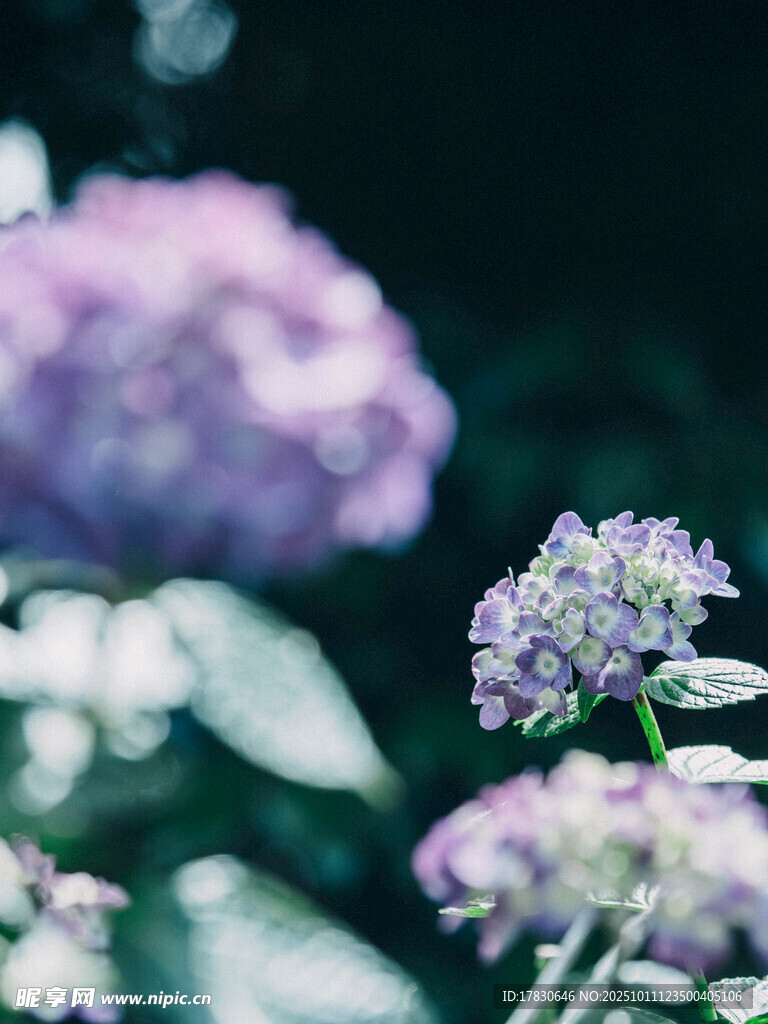 夢幻紫繡球花綻放