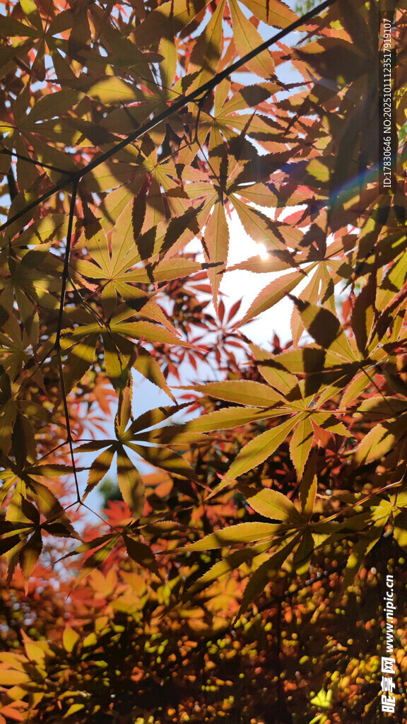 秋日斑斕樹葉景觀