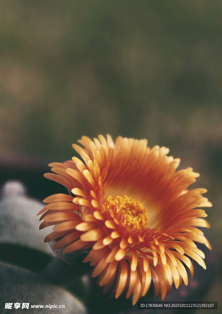 橙色菊花特寫(xiě)