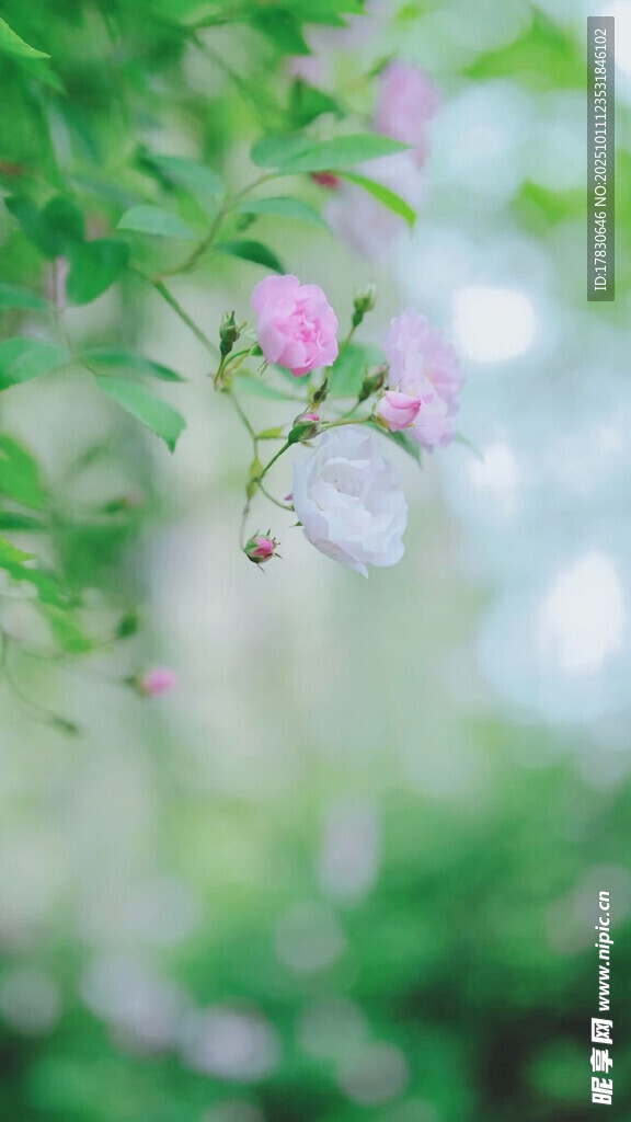 粉色花朵綻放于綠葉間