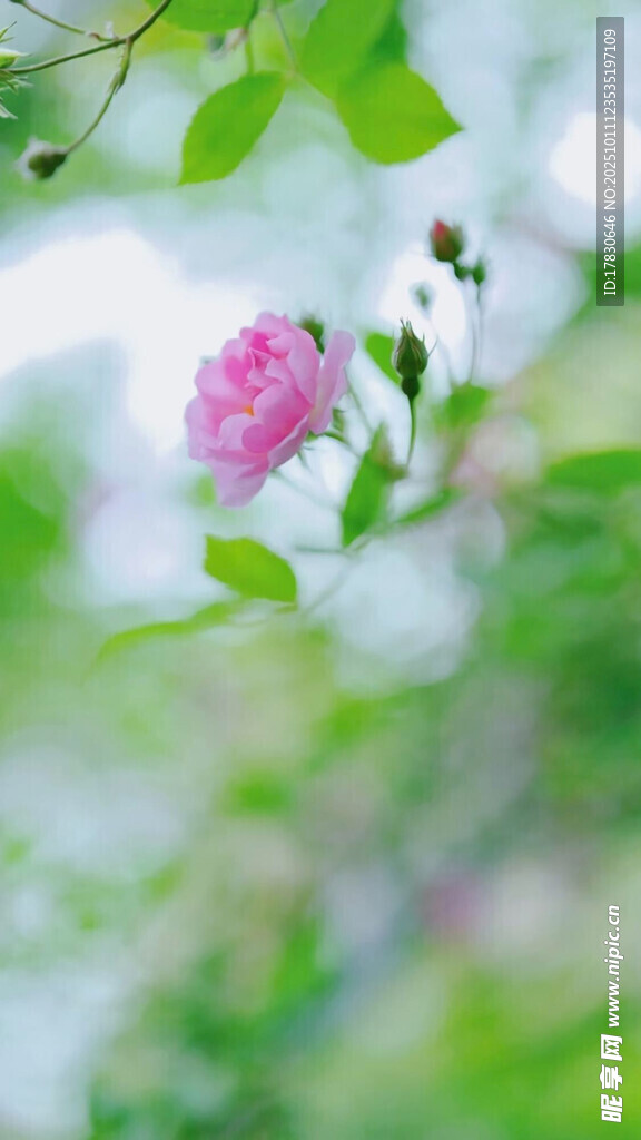 嬌艷粉花綻于綠葉間