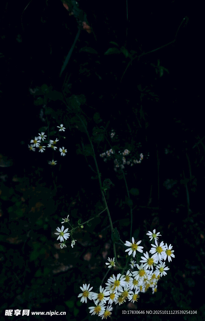 暗夜中的小白花