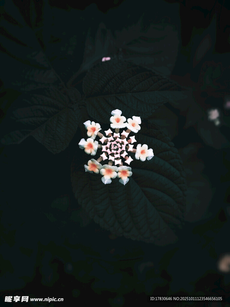 深色背景下的精致小花