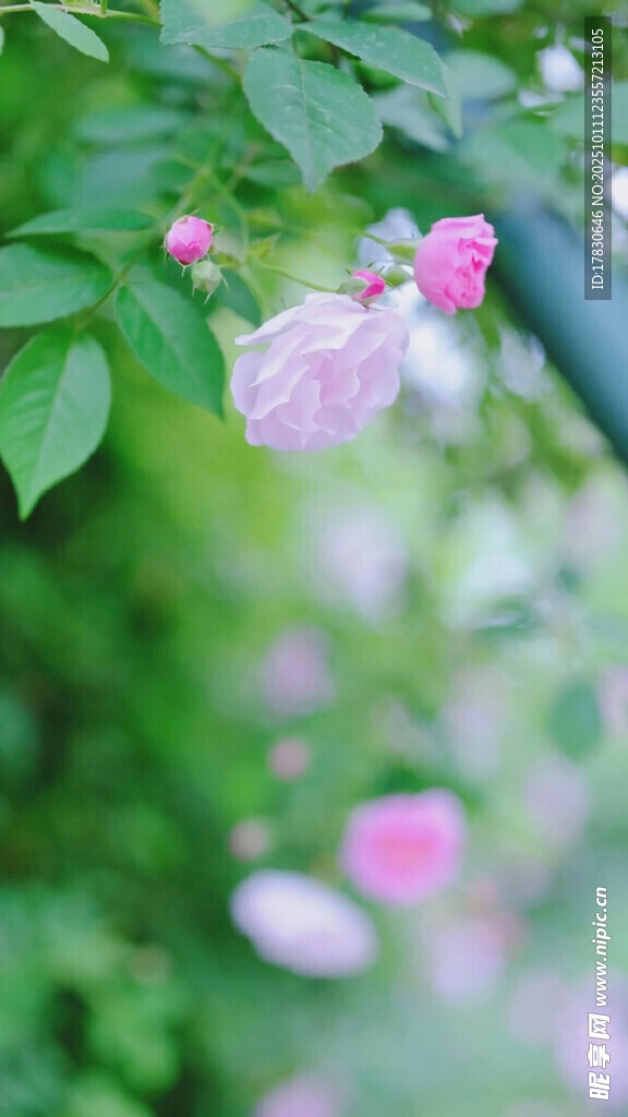 粉色薔薇花綻放于綠葉間