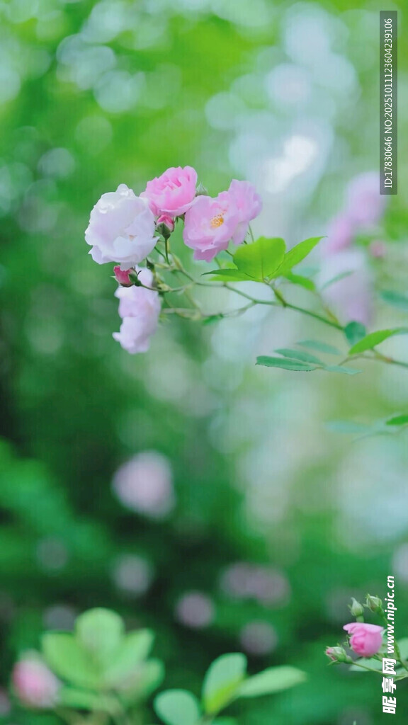 薔薇綻放于綠意間