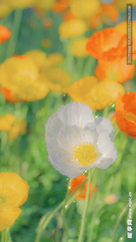 多彩花叢中的白色花朵