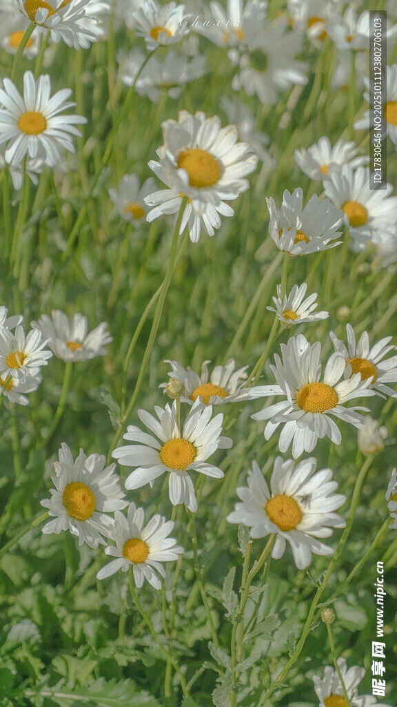盛開的白色雛菊