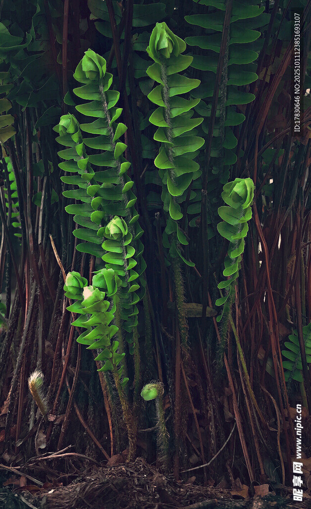 翠綠蕨類(lèi)植物自然景致