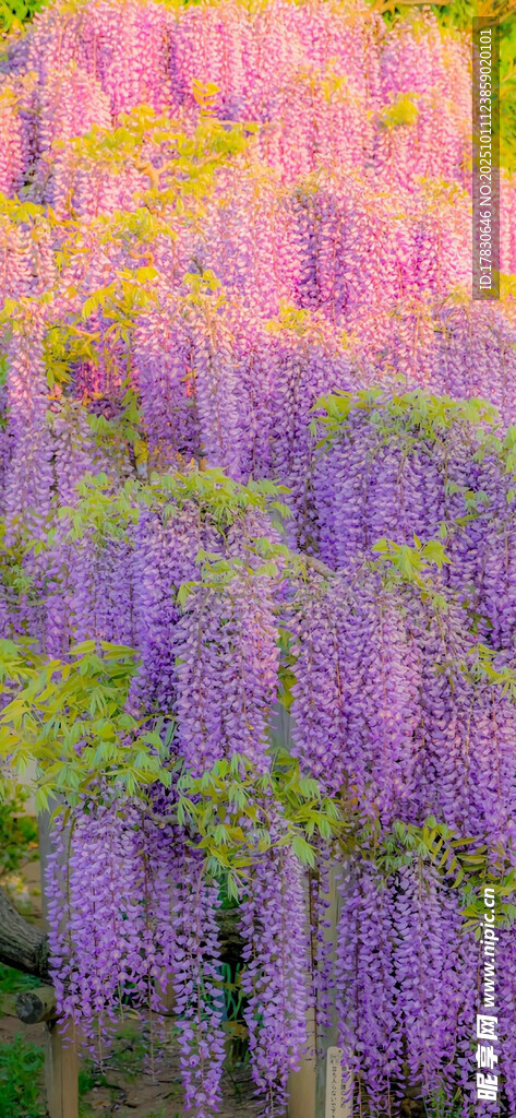 夢幻紫藤花海綻放