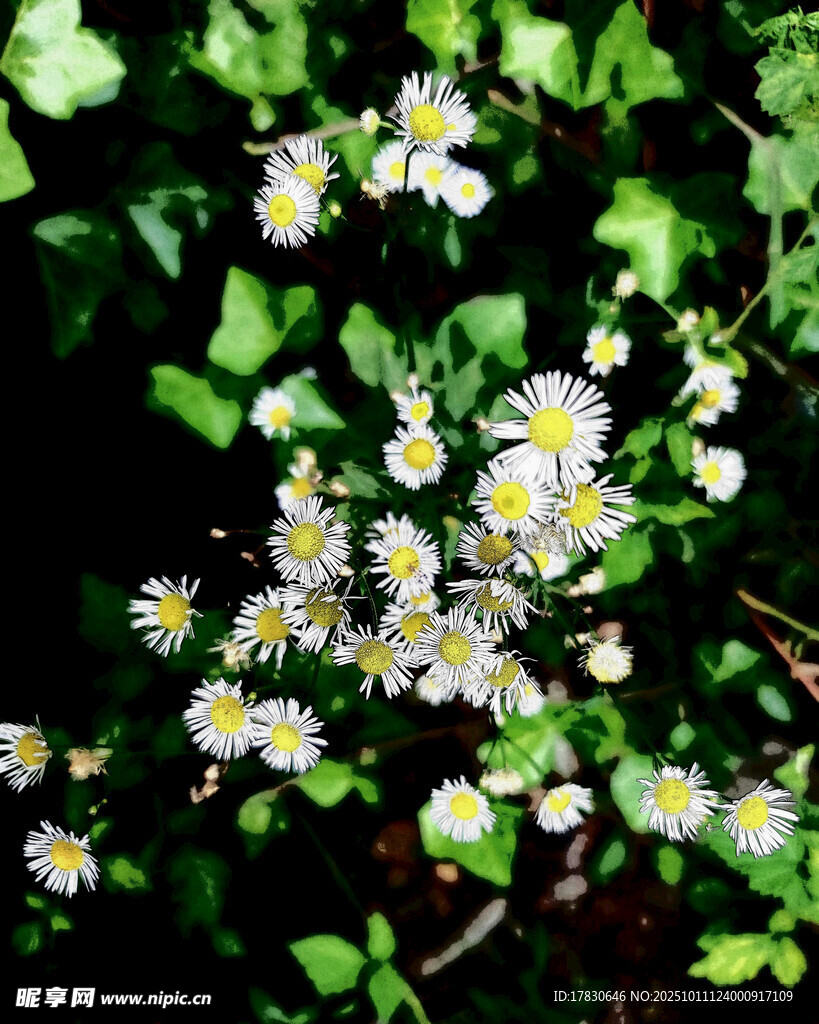 清新小白花綻放綠意間