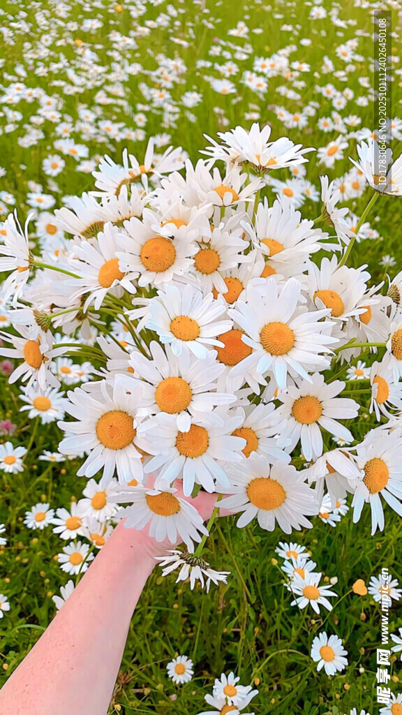 手捧雛菊于爛漫花海中