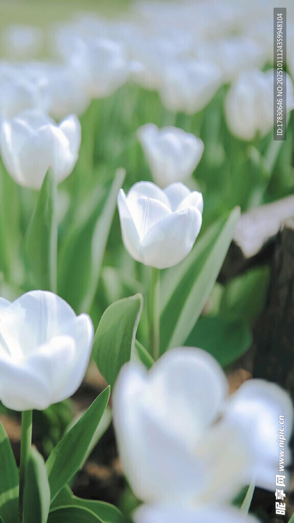 白色郁金香花海