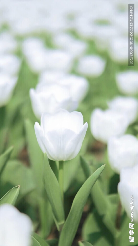 白色郁金香花海