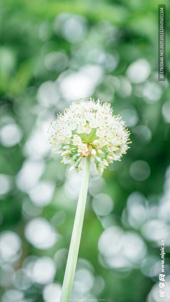 清新綻放的蒲公英
