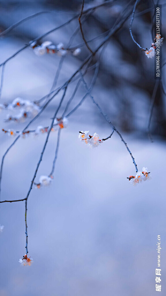 雪覆枝頭的冬日美景