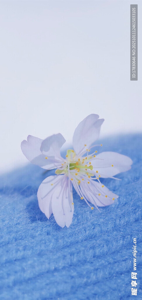 藍(lán)布上的單朵淡紫色小花