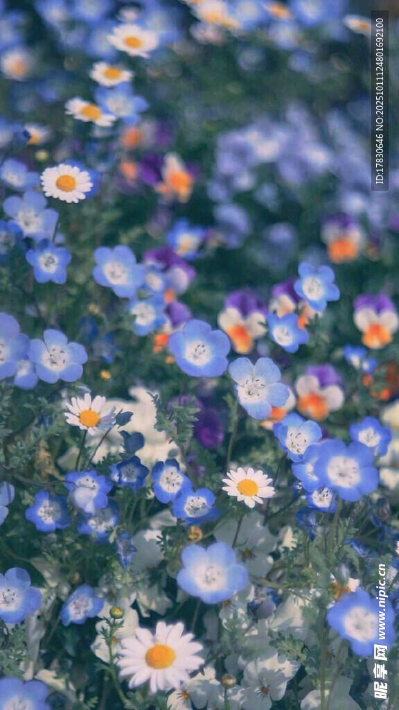 藍白雛菊綻放的美麗花田
