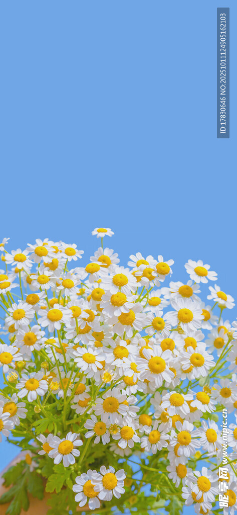 藍天映襯下的燦爛小雛菊