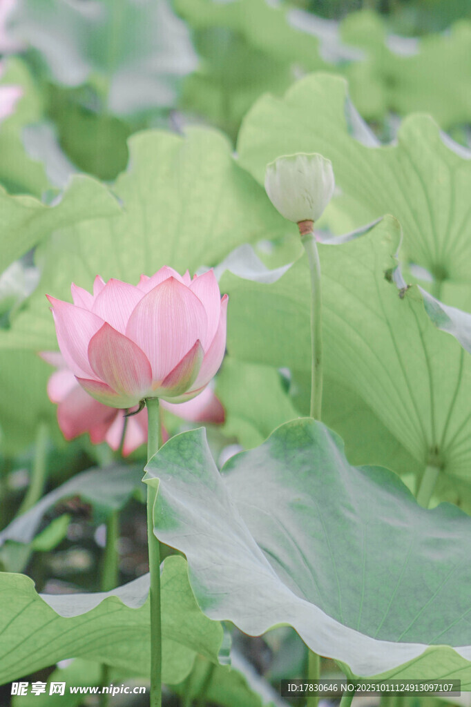 粉色荷花綻放于綠葉間