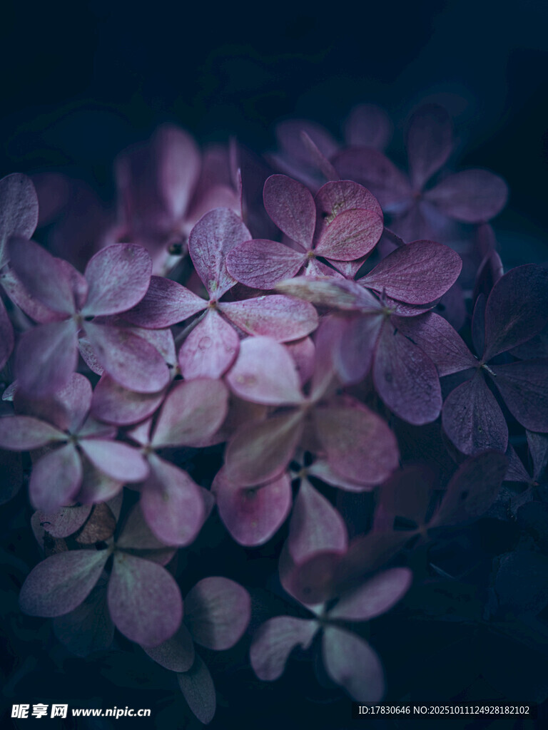 夢(mèng)幻紫色繡球花特寫(xiě)