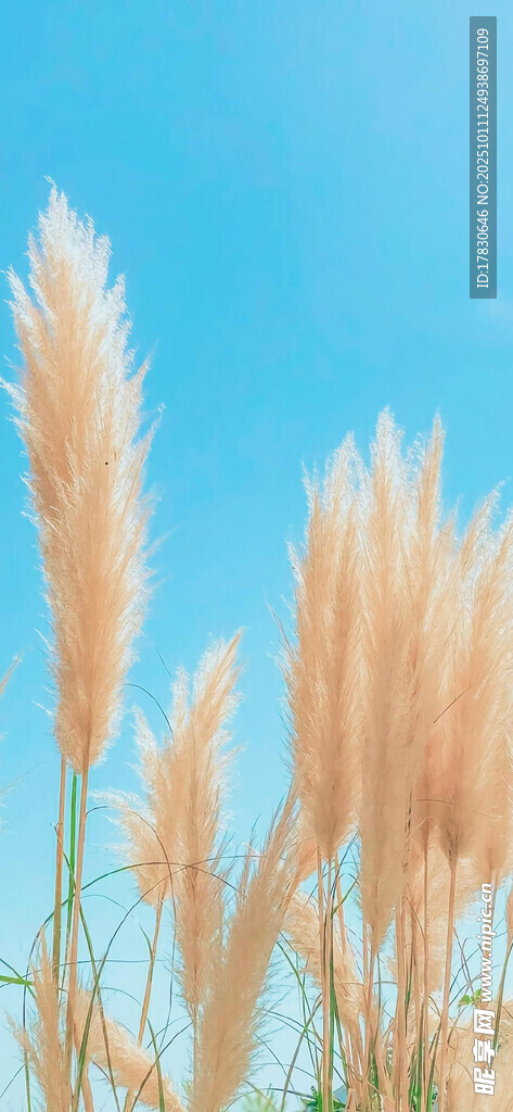 藍天映襯下的蓬松蒲葦