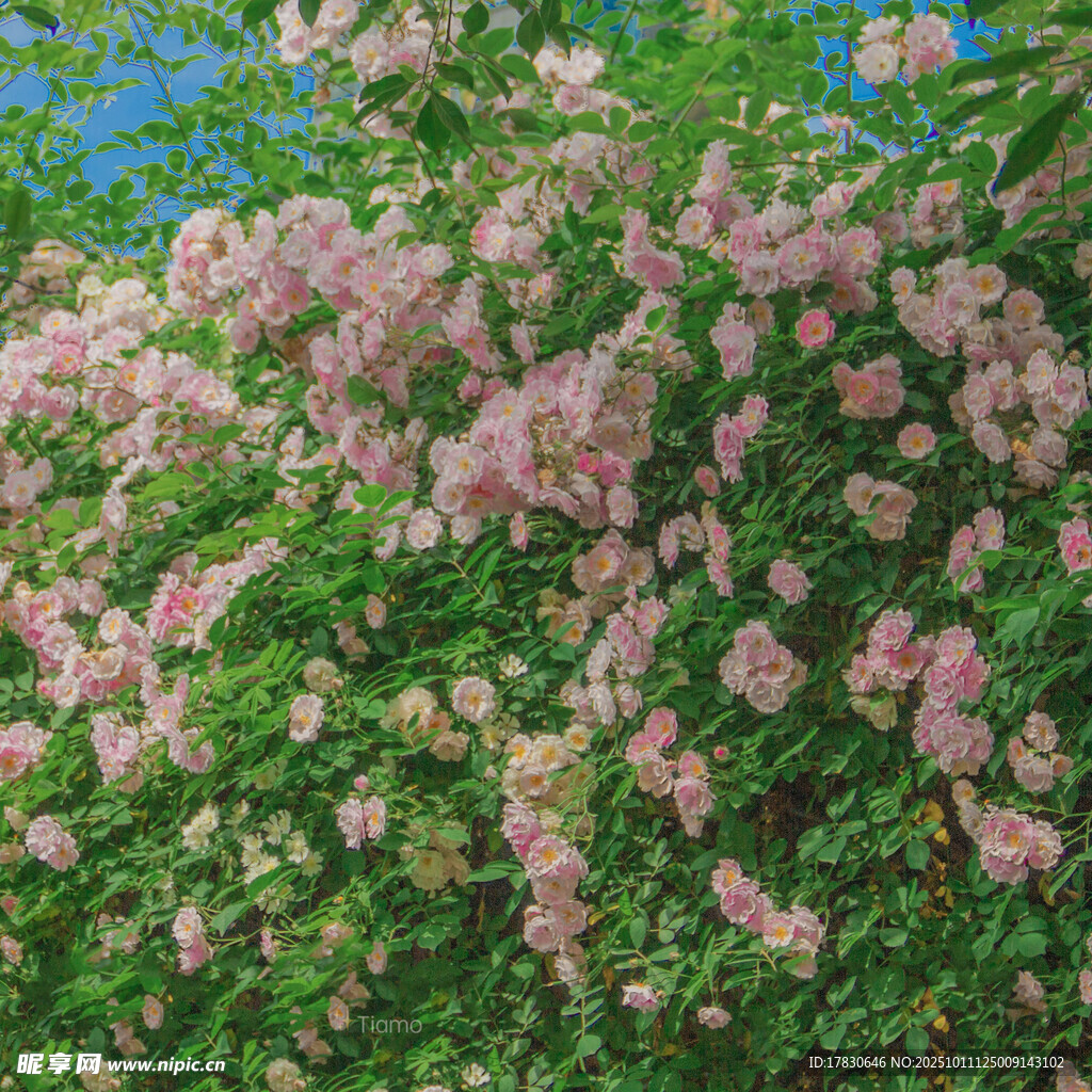 繁花滿枝的絢爛景致