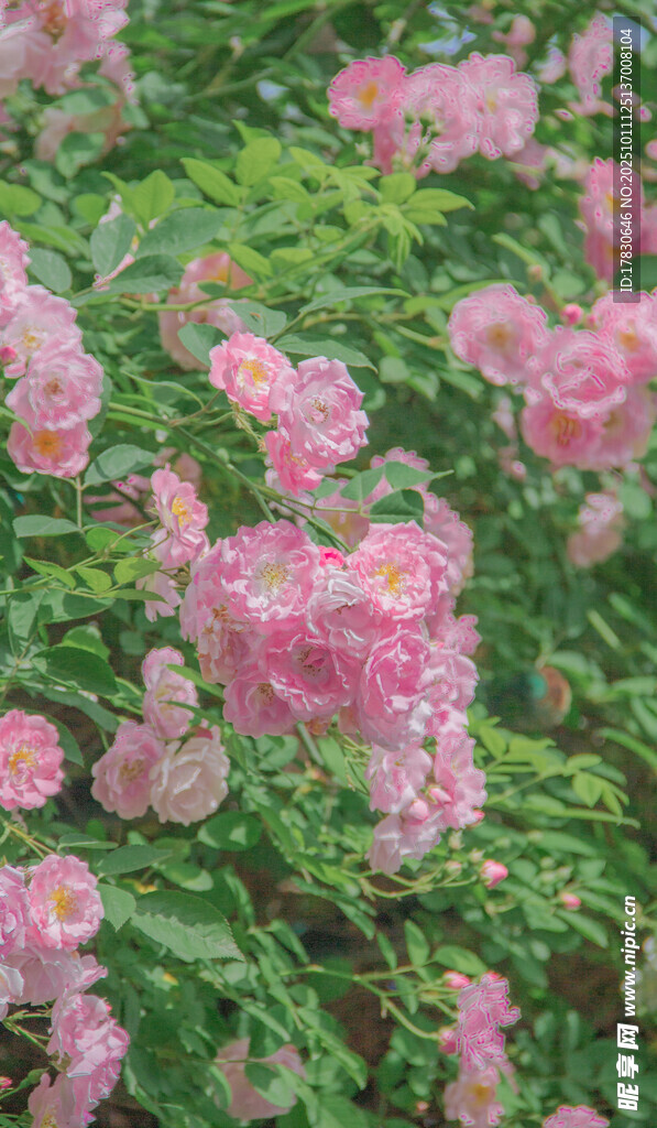 粉色薔薇花叢綻放
