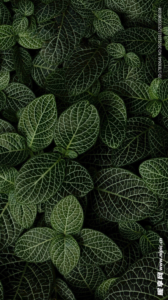 翠綠葉片紋理植物特寫