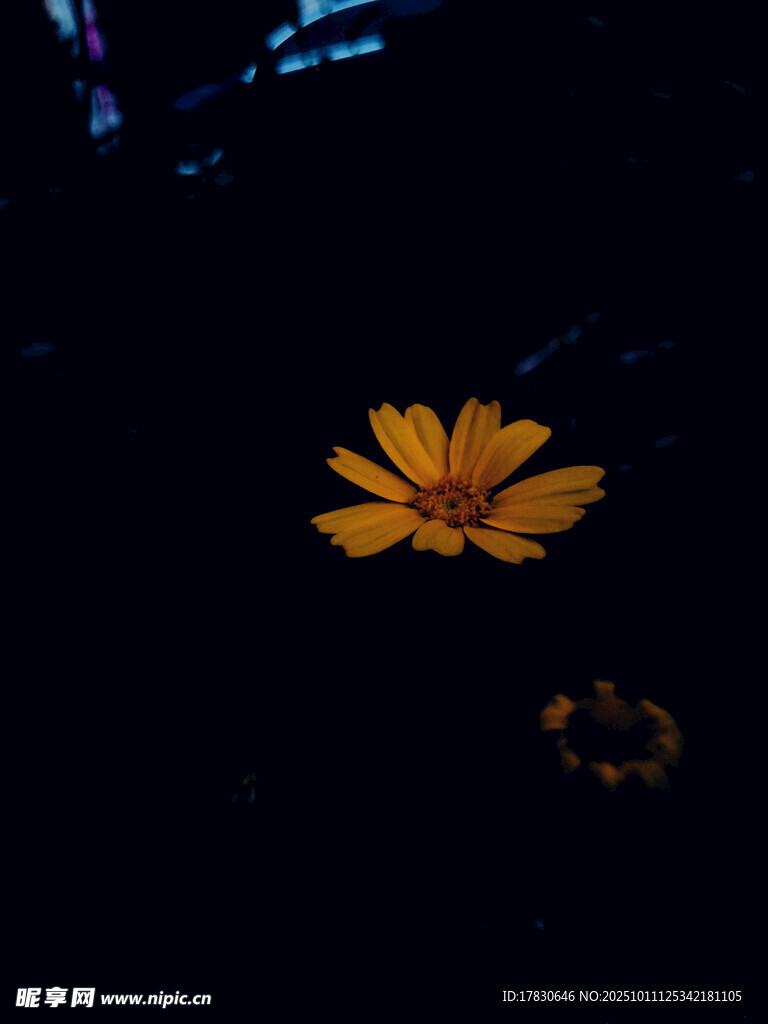 暗夜中的明艷小黃花