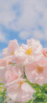 粉嫩薔薇綻放美好瞬間