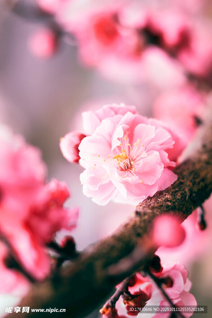 嬌艷綻放的粉色梅花