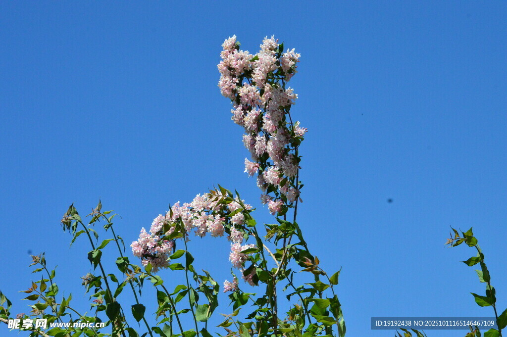猥實(shí)花 