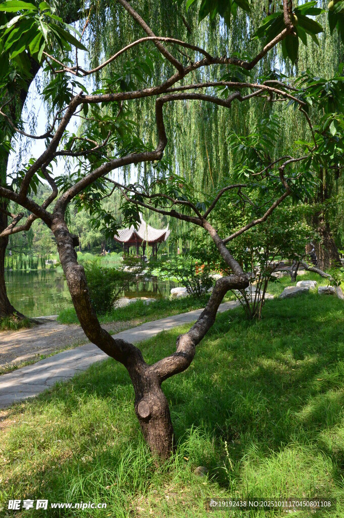 樹枝樹葉  