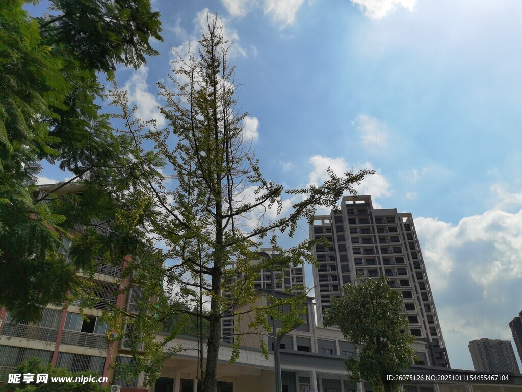 城市中樹木與高樓景觀