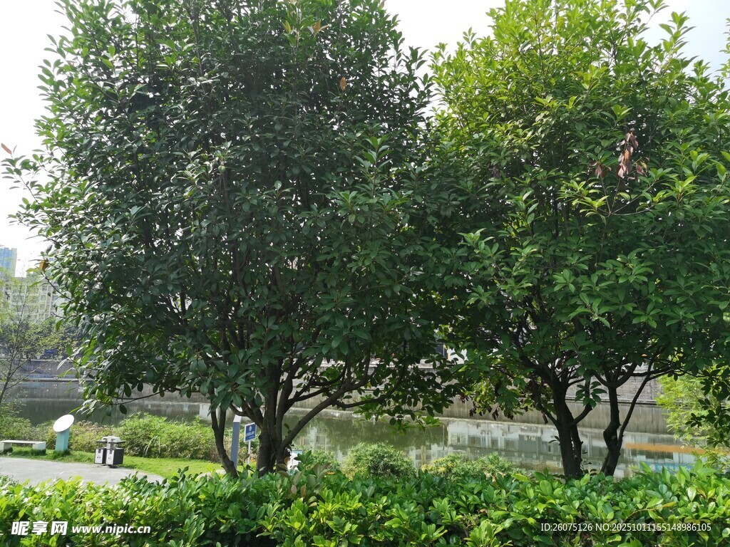 公園綠樹成蔭的景致