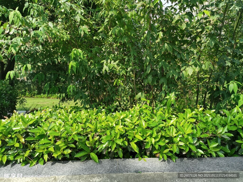 綠意盎然的路邊植物景觀