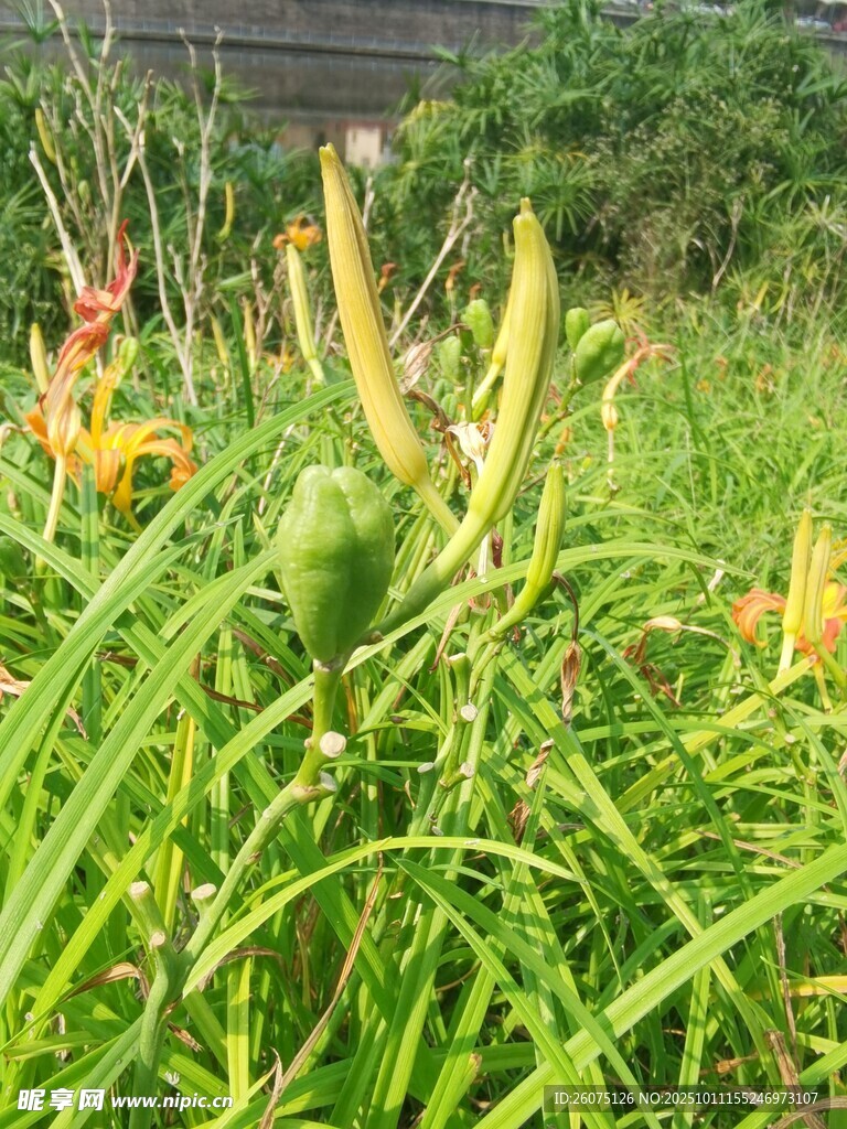野外茂盛的綠色植物