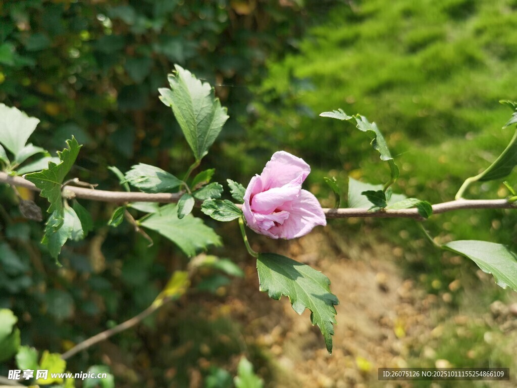 枝頭綻放的粉色嬌艷花朵