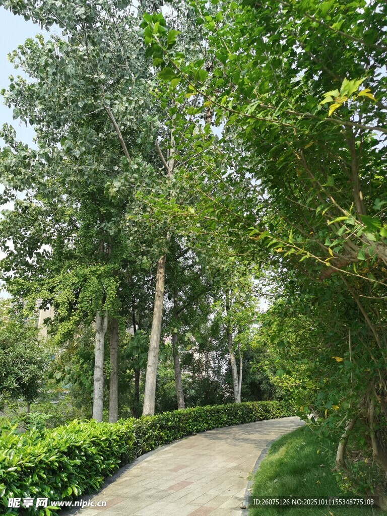 林間幽徑綠意盎然的景致