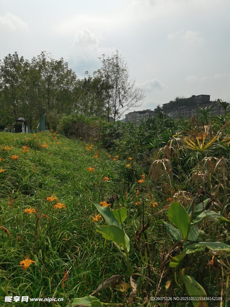 山間綠野繁花景色