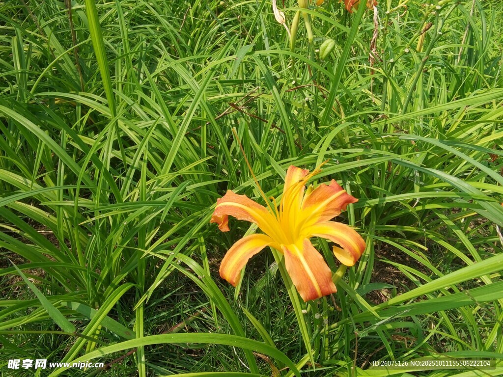 草叢中的橙色百合花