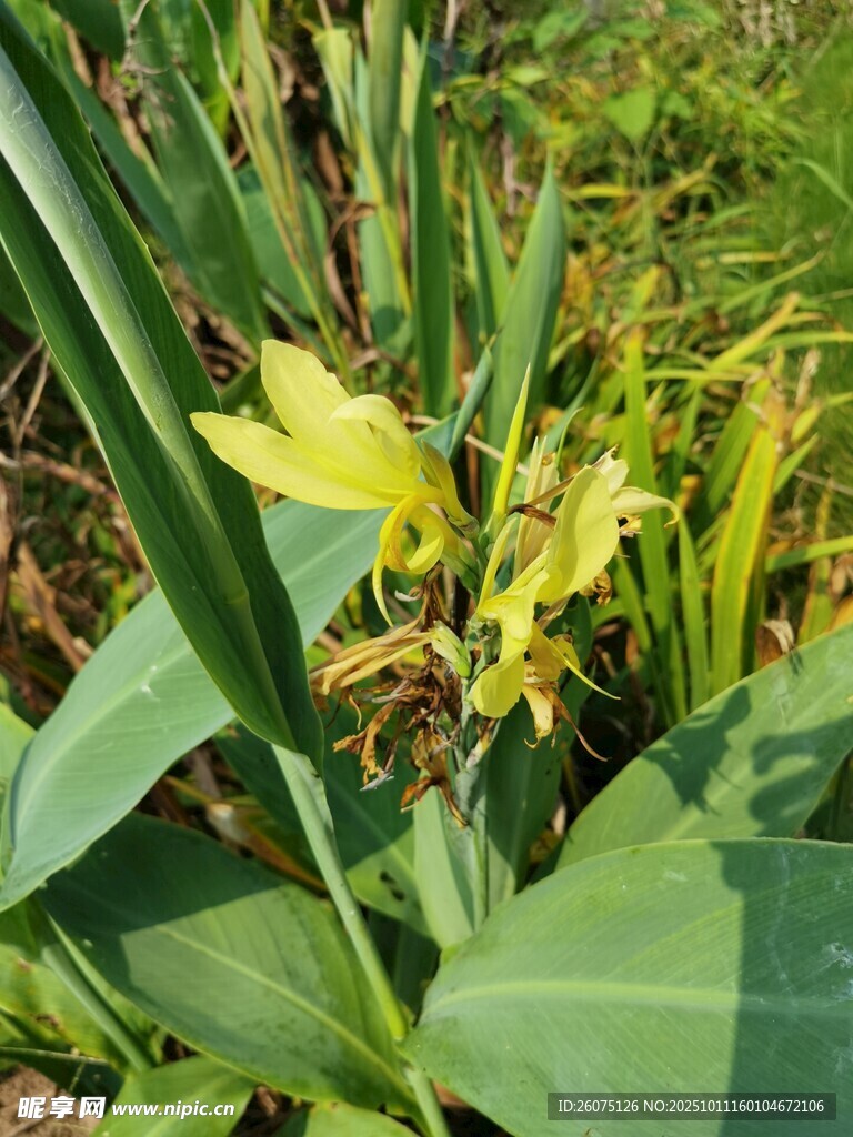 黃色美人蕉綻放綠葉間