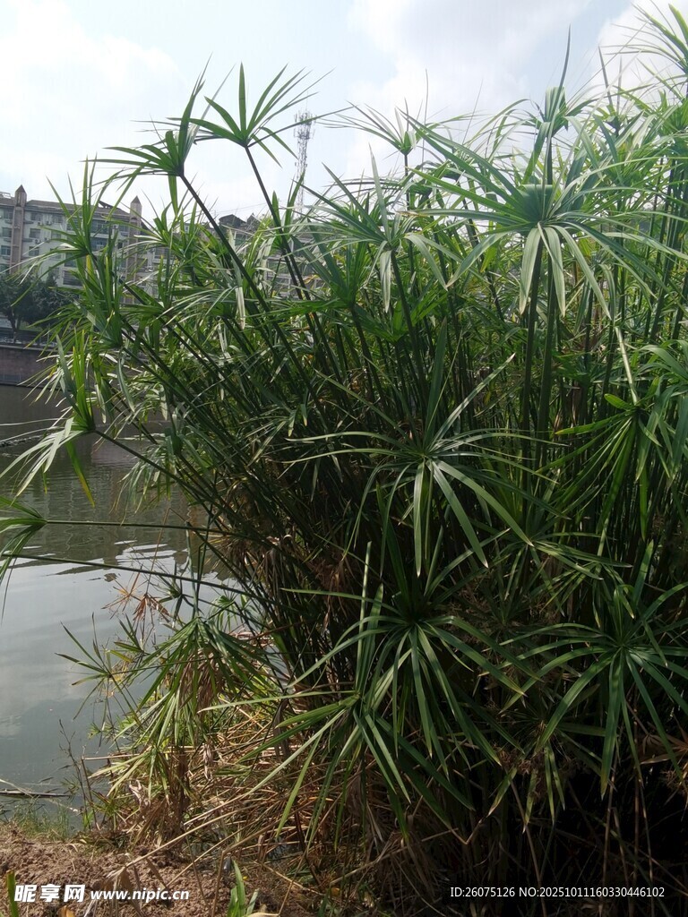 河邊茂盛的綠色植物