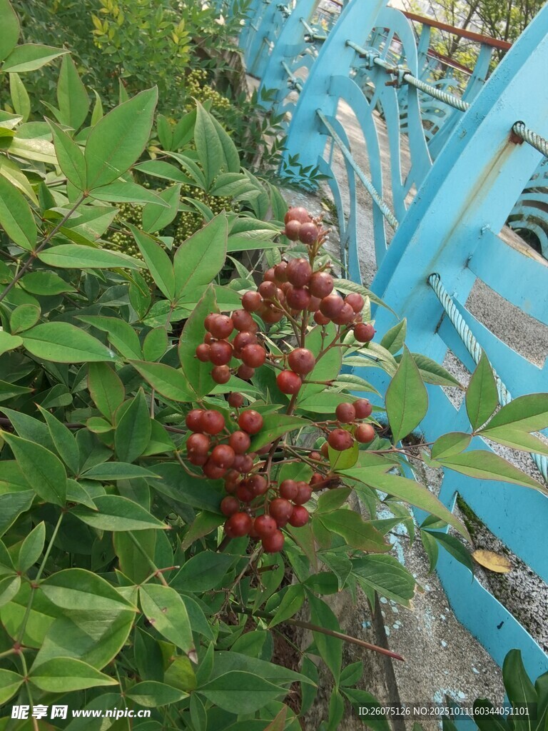 綠葉間的紅果