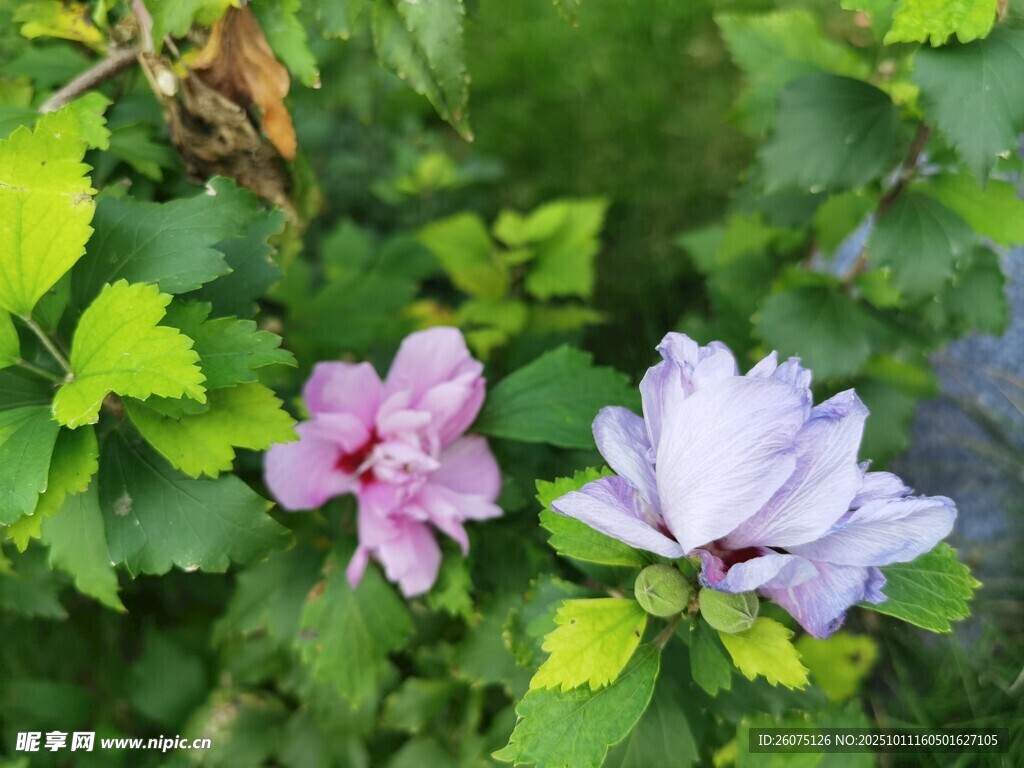 兩朵嬌艷木槿花綻放