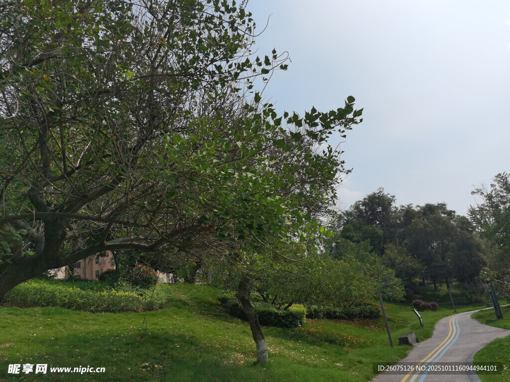 鄉(xiāng)村林間小路風(fēng)景